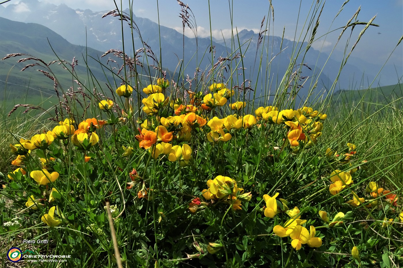 18 Fiori di ginestrino con vista verso i monti dei Laghi Gemelli.JPG